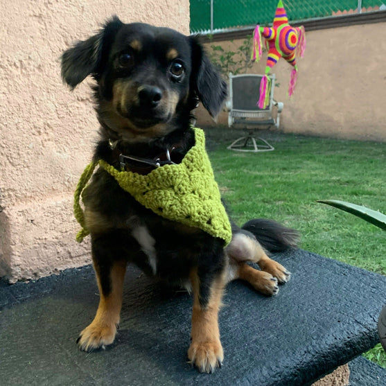 Cuddly Wrap - Bandana dla psów
5