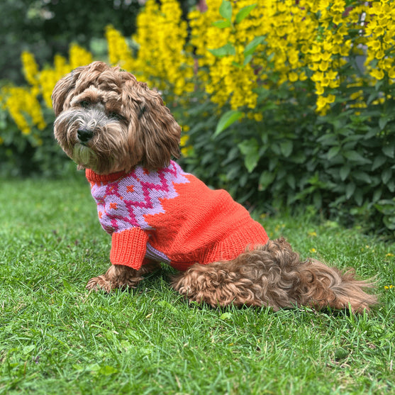 Bichon Havanais - Sweterek dla psa
2