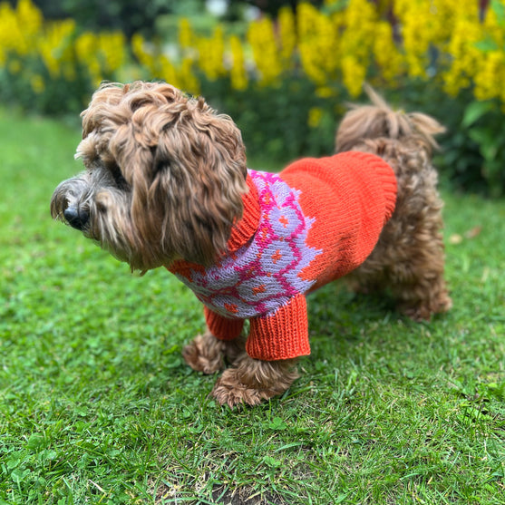 Bichon Havanais - Sweterek dla psa
3