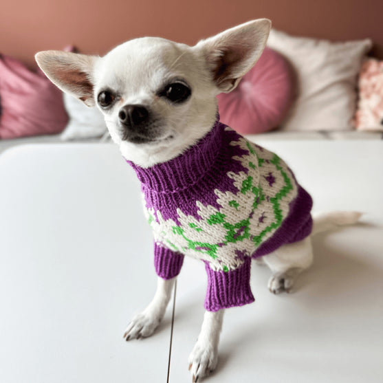 Chihuahua - Sweterek dla psa
4