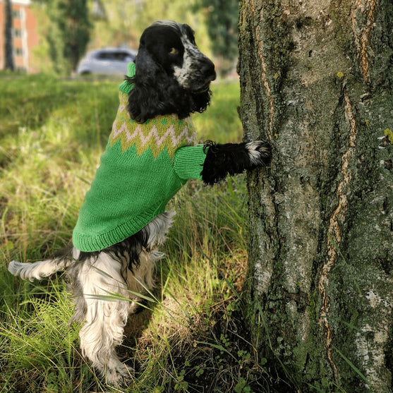 Cocker Spaniel - Sweterek dla psa
3