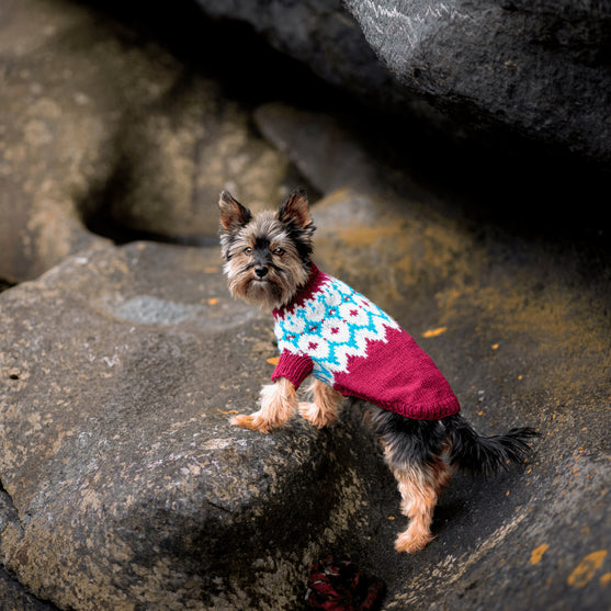 Yorkshire Terrier - Sweterek dla psa
2