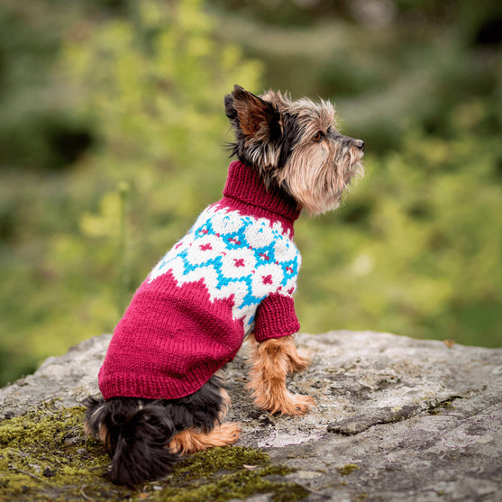 Yorkshire Terrier - Sweterek dla psa
3