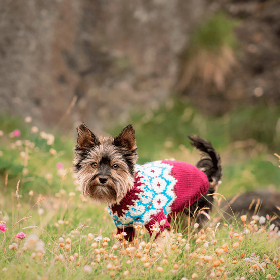 Yorkshire Terrier - Sweterek dla psa
4