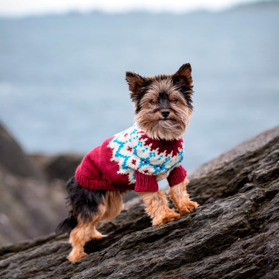 

Yorkshire Terrier - Sweterek dla psa
1