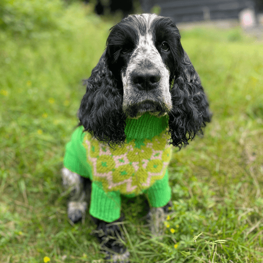 Cocker Spaniel - Sweterek dla psa